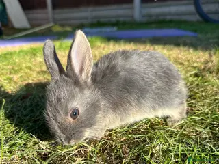 Mixed Breed rabbits Beautiful Dwarfs lops (Ready to go) - Advert 2