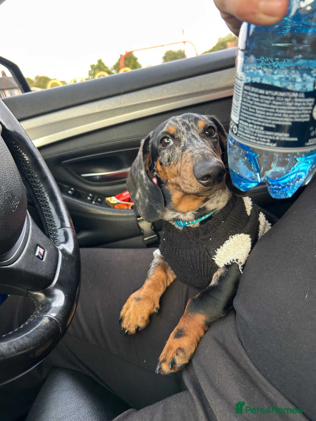 Miniature Dachshund dogs for sale: Miniature Daschand - Image 3