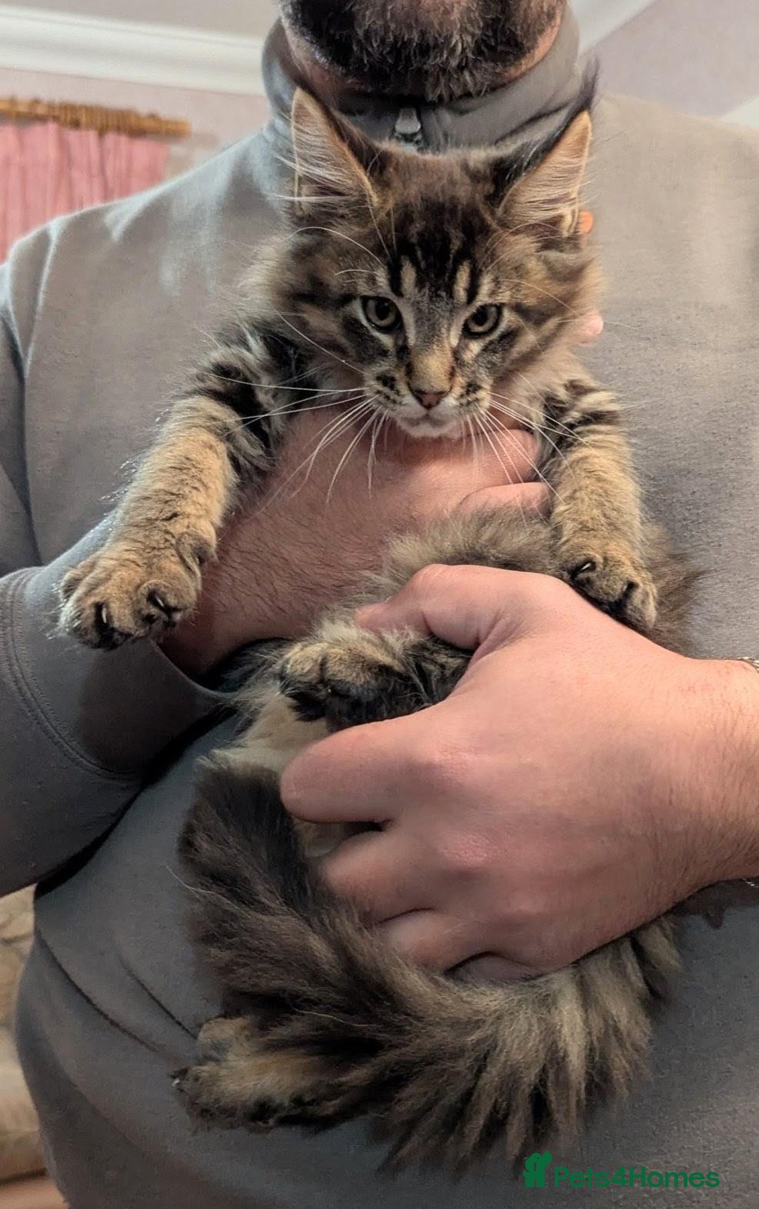 Maine Coon cats for sale: 🎄GCCF XXL Maine Coon Kitties-RARE OPPORTUNITY🎄  - Advert 4