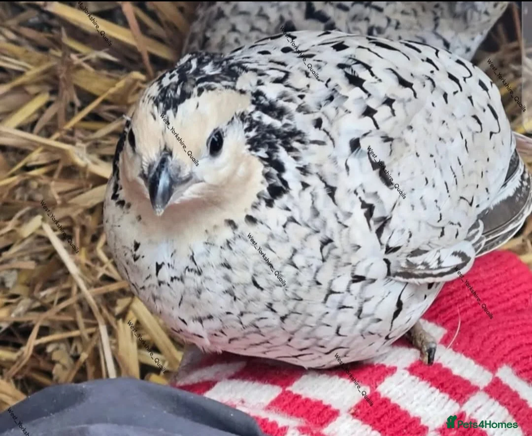 Quail poultry for sale: Snowflake Bobwhite quail available  - Advert 2