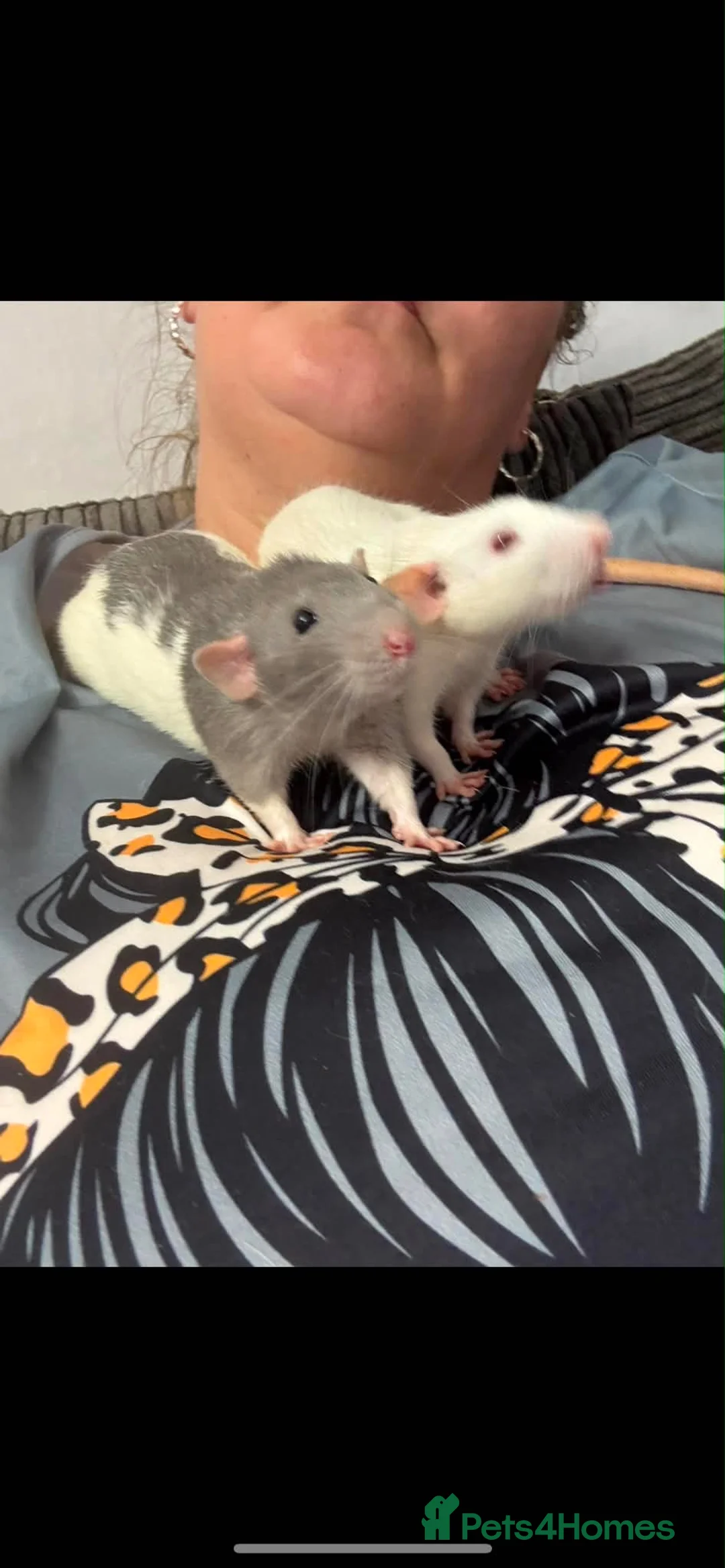 Rat rodents for sale: 2 male dumbo rats  in Stockport - Advert 2