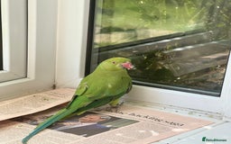 Ringnecks birds for sale: Stunning Green Female Ringneck Parakeet and cage  - Image 2