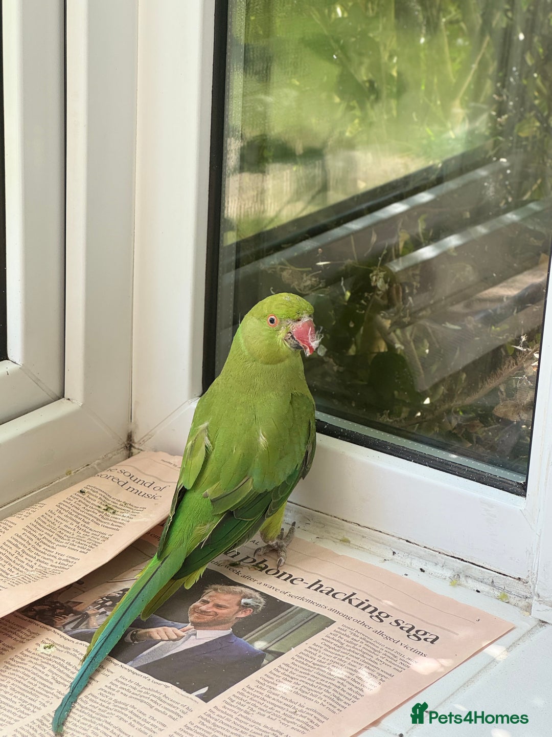 Ringnecks birds for sale: Stunning Green Female Ringneck Parakeet and cage  - Image 2