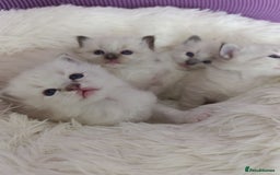 Ragdoll cats for sale: Adorable Ragdoll kittens - Image 17