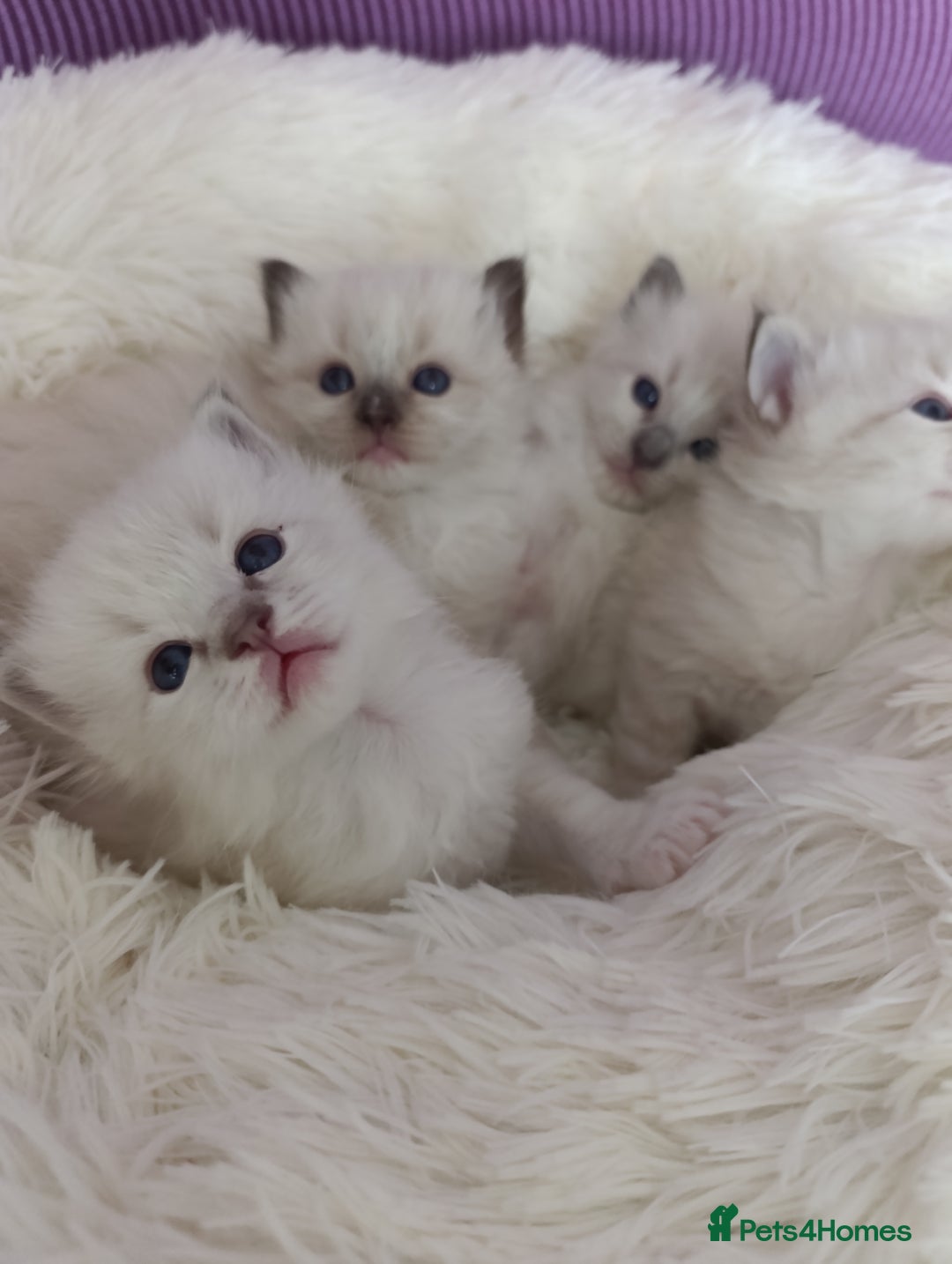 Ragdoll cats for sale: Adorable Ragdoll kittens - Image 17