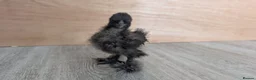 Chickens poultry for sale: Beautiful full breed silkie chickens  - Advert 6