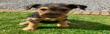 Airedale Terrier Puppy 2