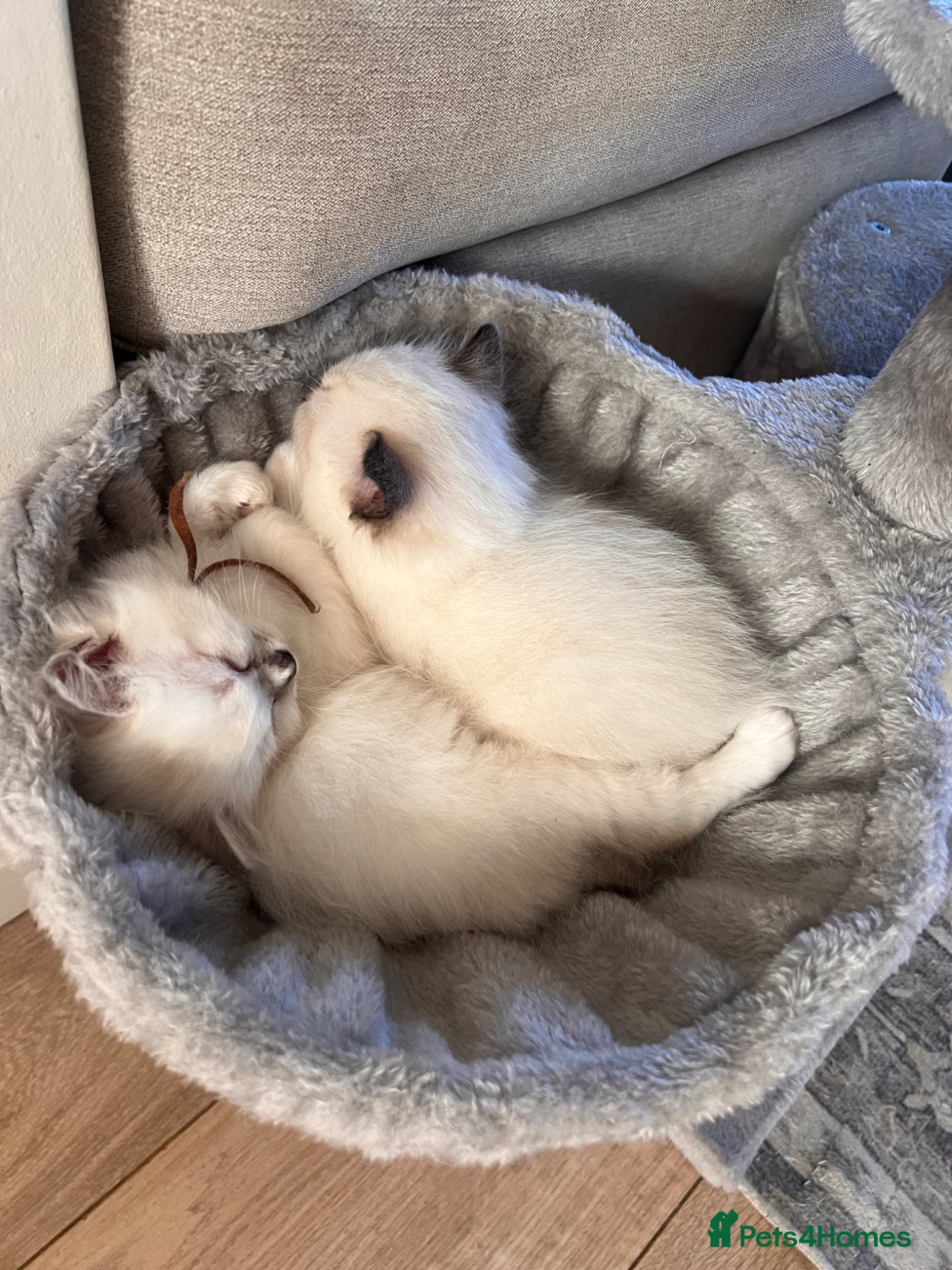 Ragdoll cats for sale: Ragdoll kittens in Menai Bridge - Advert 5