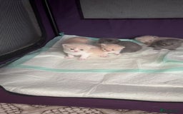 British Shorthair cats for sale: kitten  - Image 15