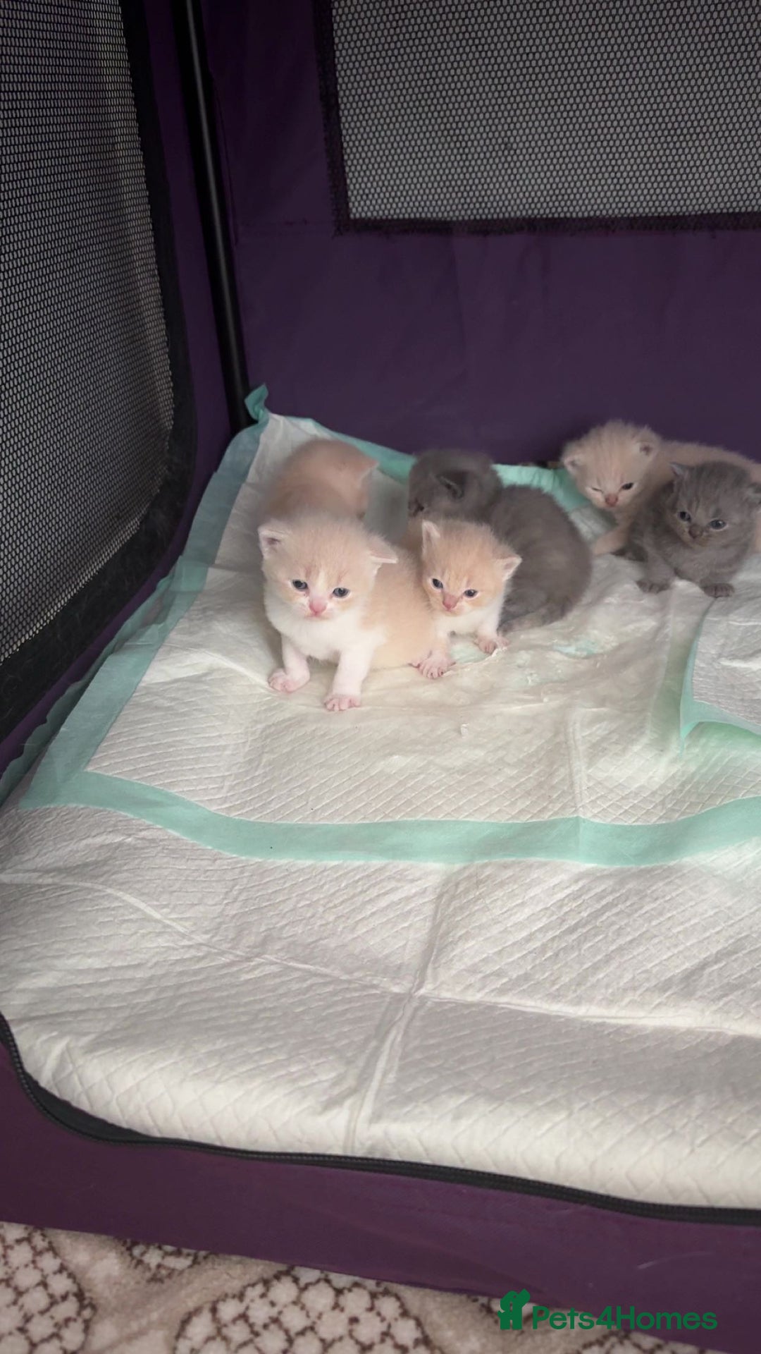 British Shorthair cats for sale: kitten  - Image 15