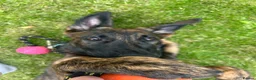 German Shepherd dogs for sale: Dutch herder X GSD  in Wakefield - Advert 3