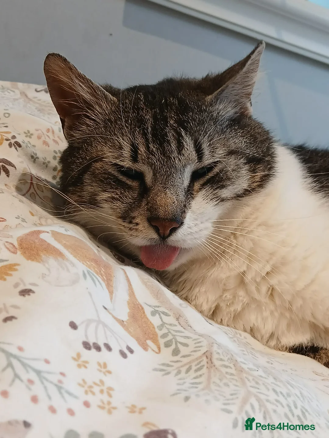 Mixed Breed cats for adoption: Mercury for adoption - Advert 2
