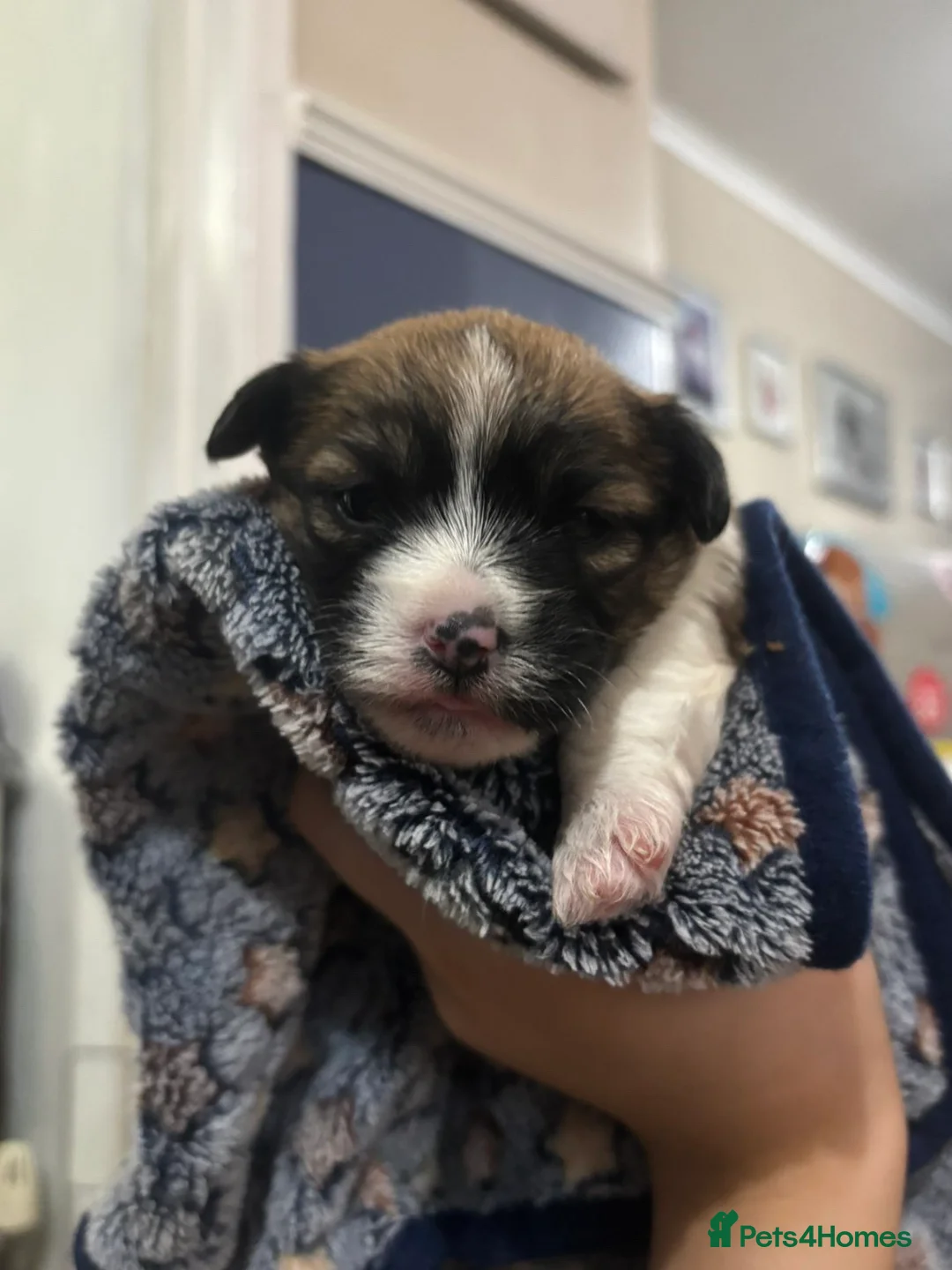 Shorkie dogs for sale: Shorkie x puppies  - Advert 12