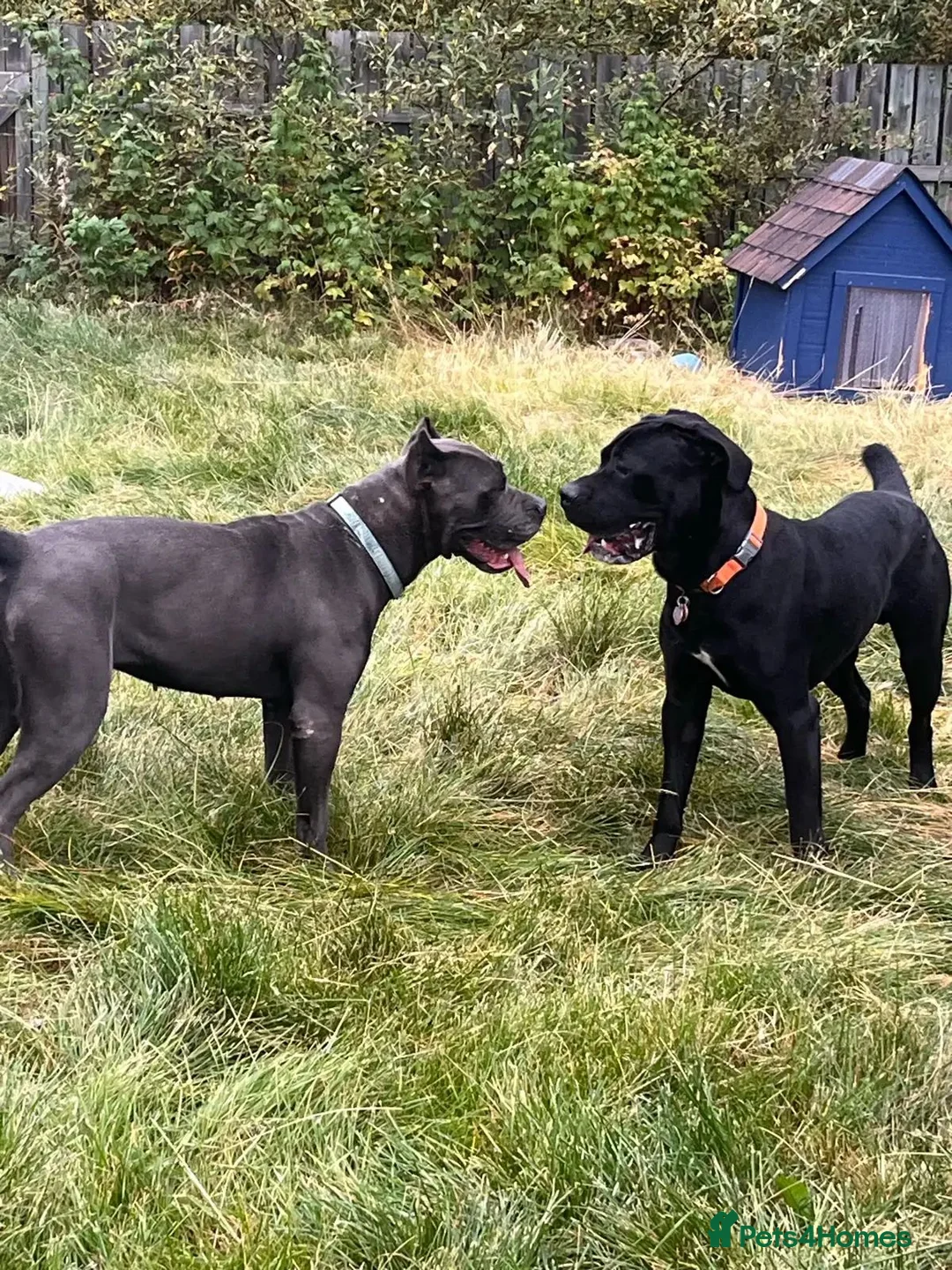 Cane Corso dogs for sale: Strong, Smart & Family-Oriented in Sheffield - Advert 7