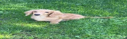 Miniature Dachshund dogs for sale: Ready now KC reg 5 month old boy  - Advert 16