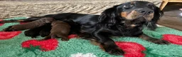 Cocker Spaniel dogs for sale: Tri Coloured Spaniels - Advert 12