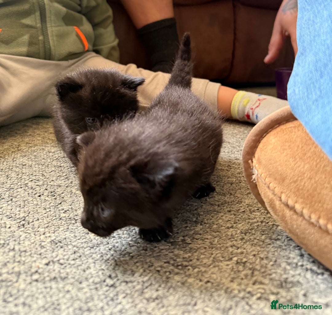 Mixed Breed cats for sale: 2 Beautiful Black/Brown Tabby Kittens - Image 18