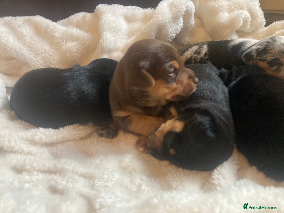 Jack Russell dogs for sale: Miniature Jack Russells  - Image 8
