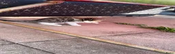 Domestic Shorthair cats for sale: 8‑Week Domestic Shorthair Kittens,Mum Can Be Seen  - Advert 26
