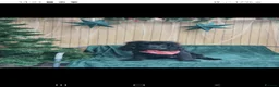 Cocker Spaniel dogs for stud:  🐾 Handsome Solid Black Cocker Spaniel – Stud 🐾 - Advert 3