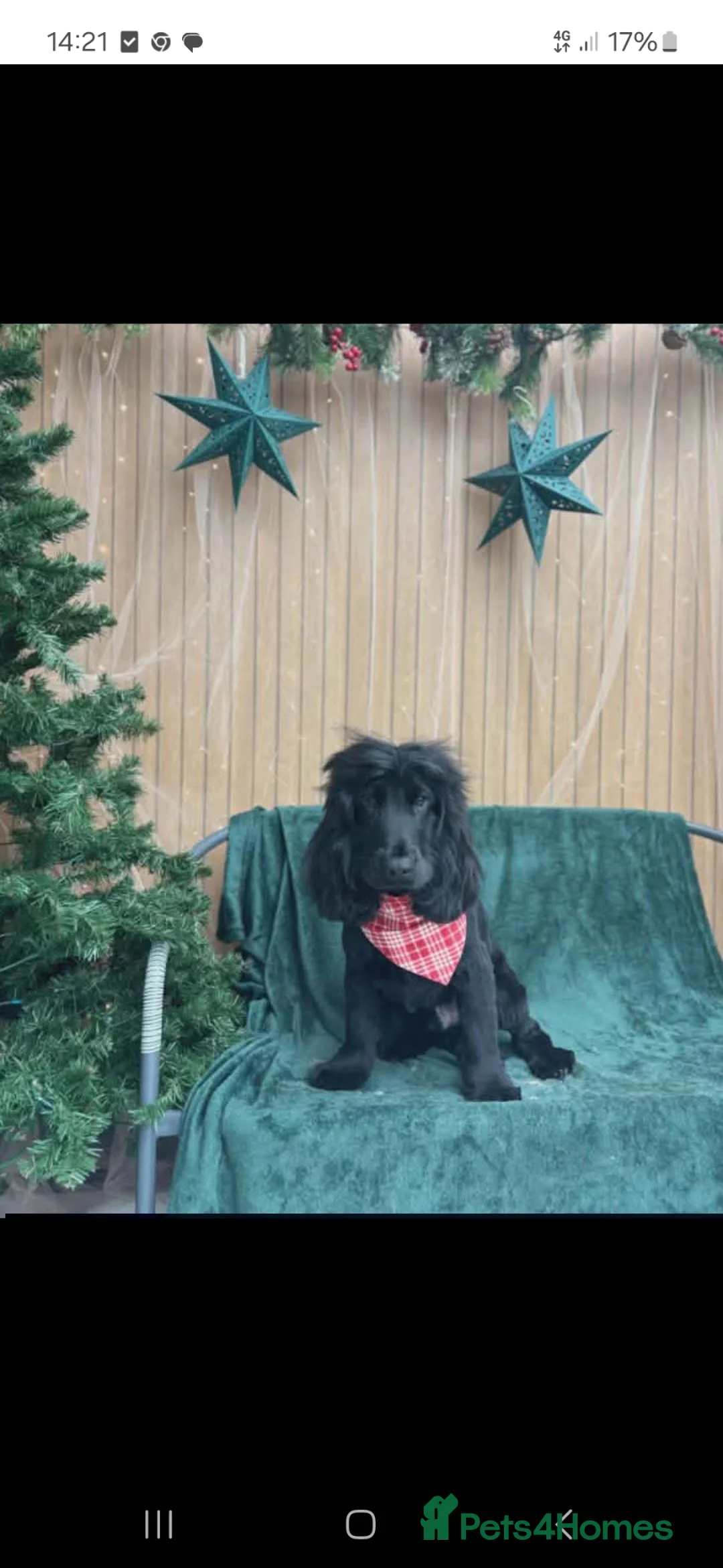 Cocker Spaniel dogs for stud:  🐾 Handsome Solid Black Cocker Spaniel – Stud 🐾 - Advert 3