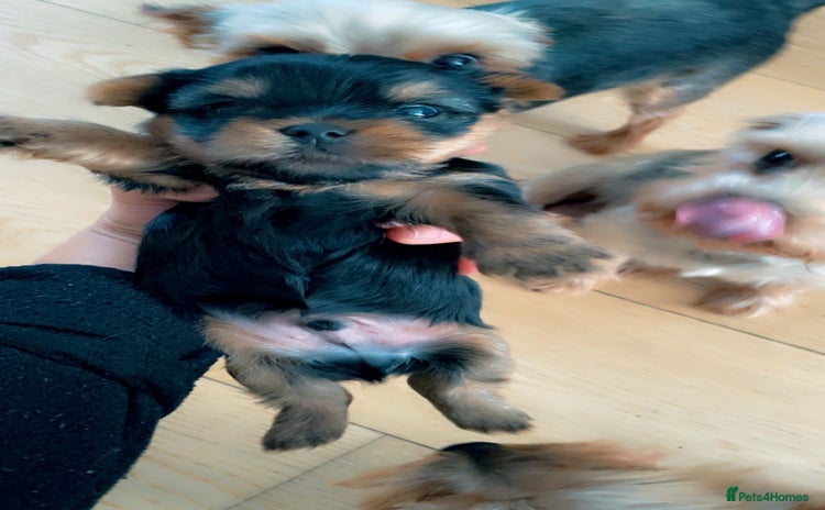 Yorkshire Terrier dogs for sale - Advert 2