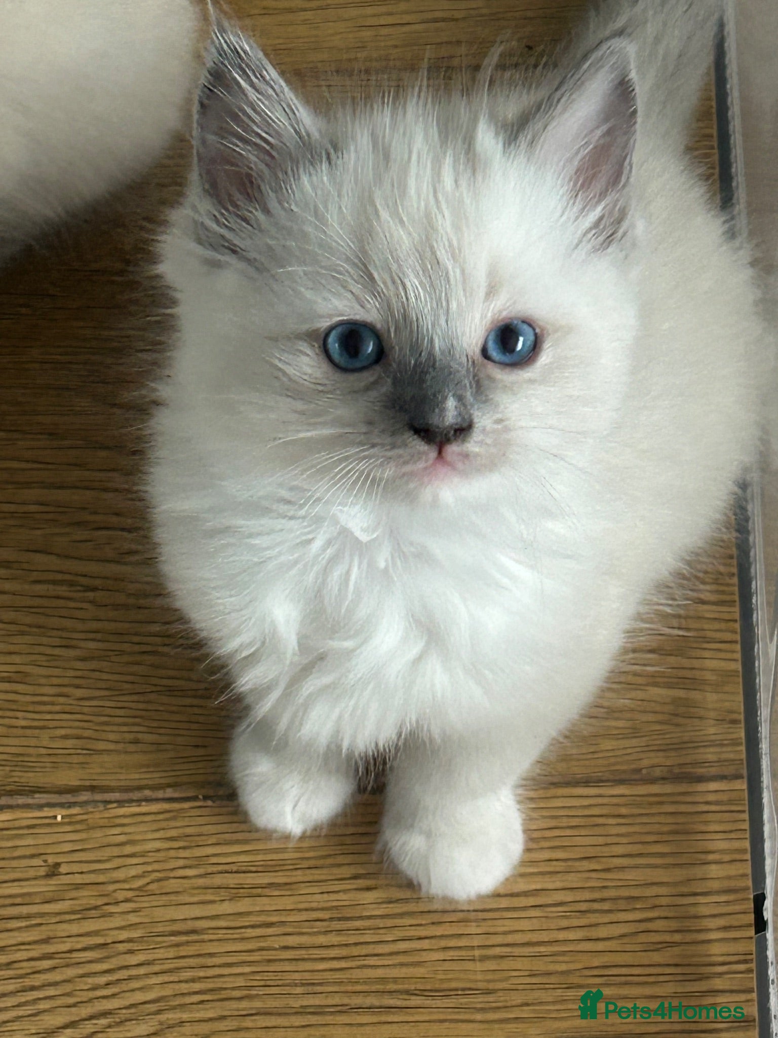 Ragdoll cats GCCF Registered Ragdoll Kittens - Advert 1
