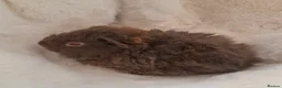 Guinea Pig rodents for sale: Pair of young bonded male Guinea pigs  - Advert 8