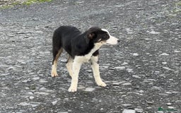 Border Collie dogs for sale: Border Collie female - Image 8