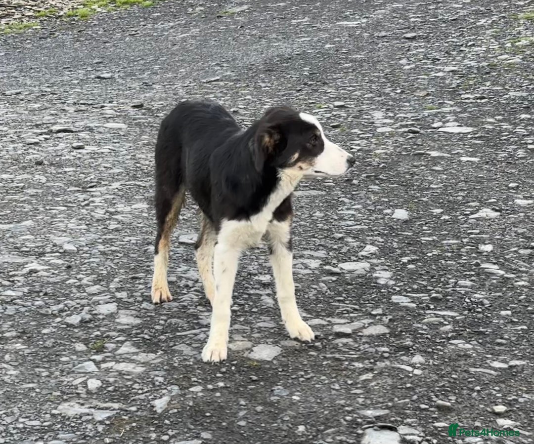 Border Collie dogs for sale: Border Collie female - Image 8