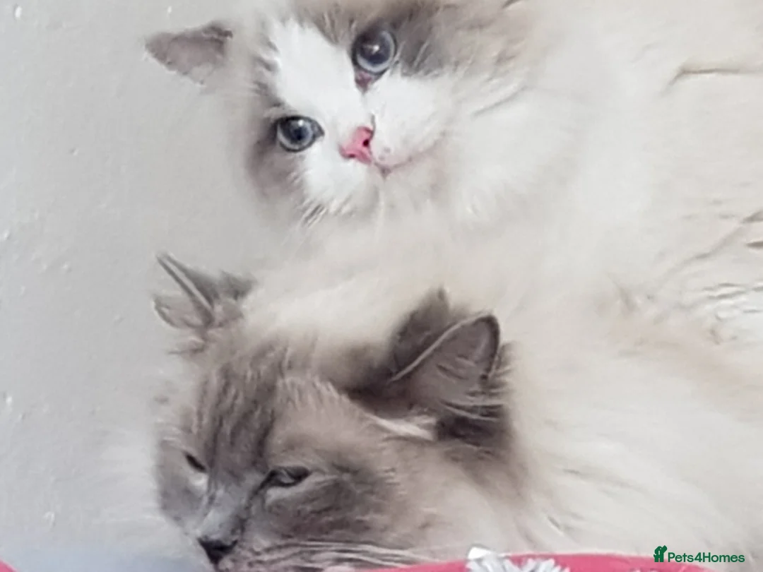 Ragdoll cats for stud: WCF/GCCF Blue Bicolour Ragdoll available for stud in Manchester - Advert 4