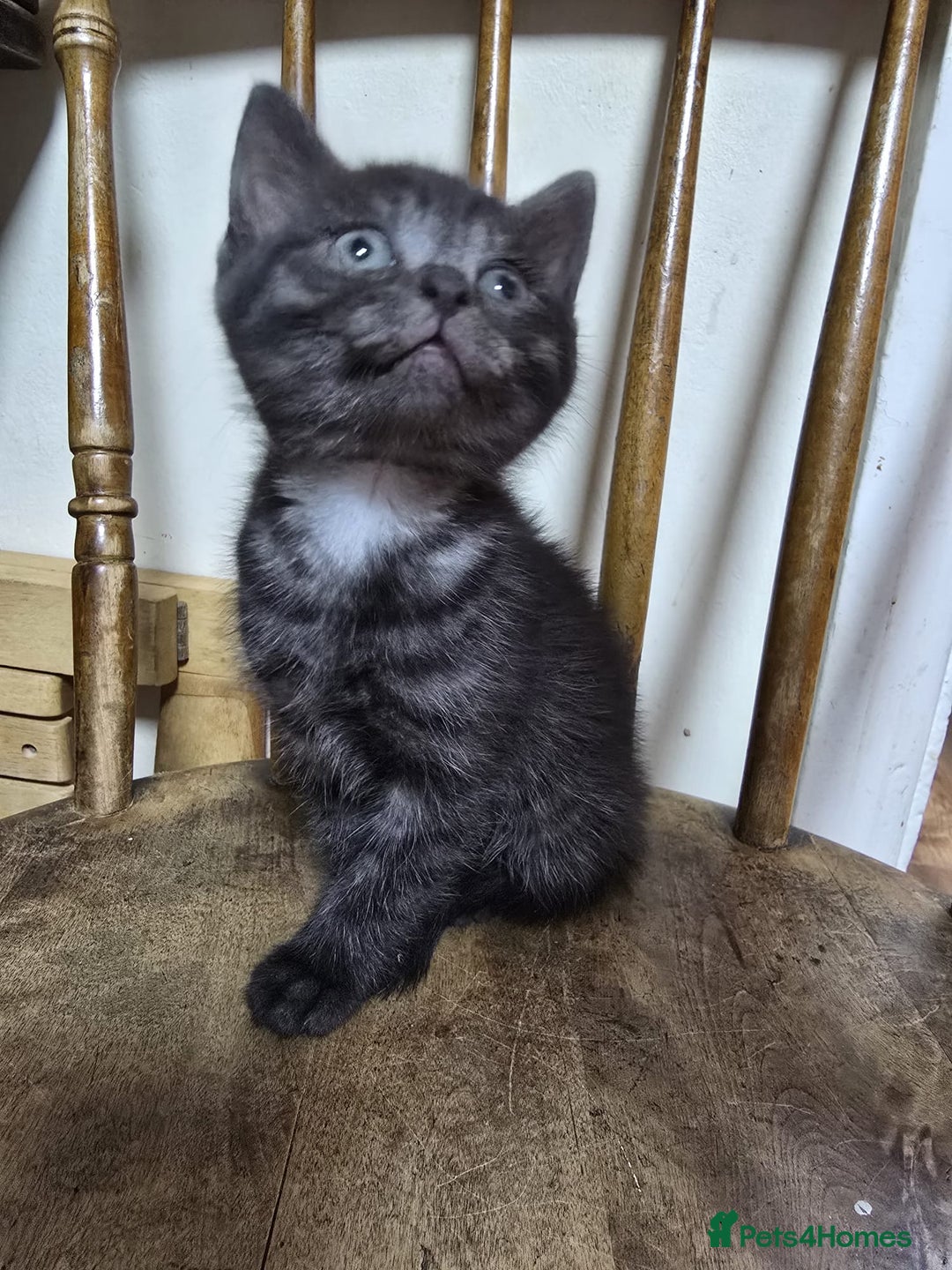 Mixed Breed cats for sale: Sweet Scottish mix kittens in Sutton - Image 3