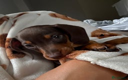 Miniature Dachshund dogs for sale: Miniature dachshund  - Image 3