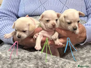 Chihuahua dogs 3 Chihuahua Puppies - Advert 2