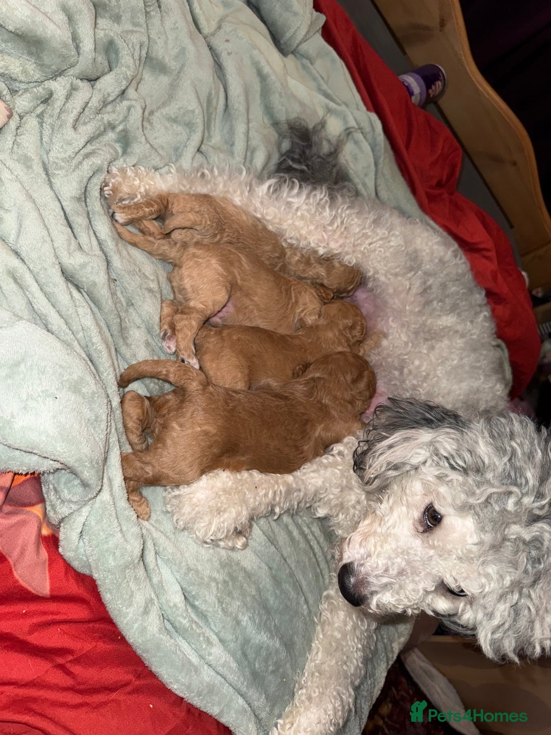 Mixed Breed dogs for sale: F1BB  - Advert 6