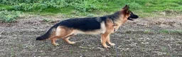 German Shepherd dogs for sale: Last Male GSD Puppy – Enzo vom Ezenthal - Advert 20