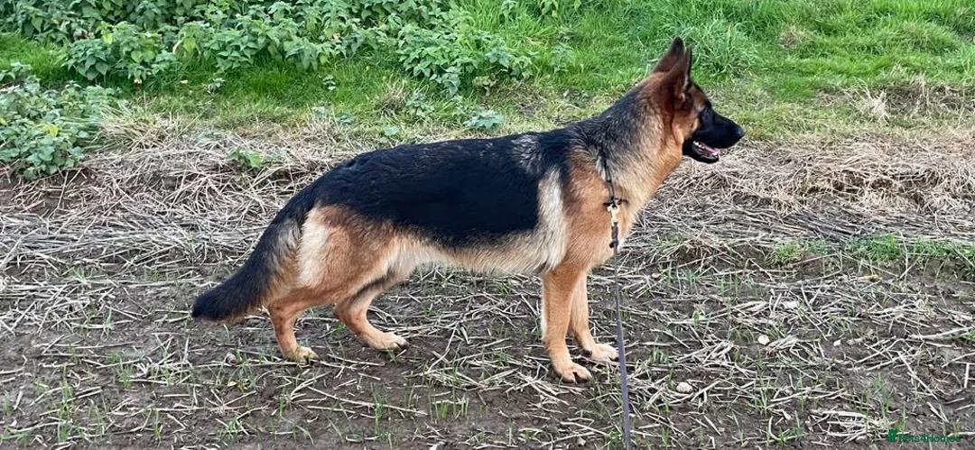 German Shepherd dogs for sale: Last Male GSD Puppy – Enzo vom Ezenthal - Advert 20