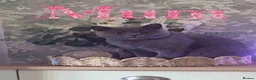 British Shorthair cats for sale: British Shorthair Kittens (1/2 Lilac)  - Advert 2