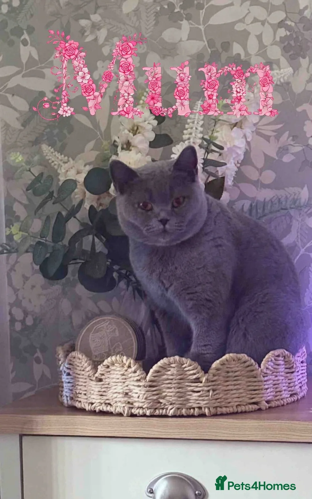 British Shorthair cats for sale: British Shorthair Kittens (1/2 Lilac)  - Advert 2