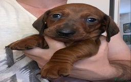 Dachshund dogs for sale: Standard Dachshund Puppies (KC registered) - Image 12
