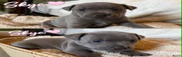 Staffordshire Bull Terrier dogs for sale: Gorgeous Blue Staffordshire Bull Terrier Puppies - Advert 12