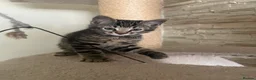 Mixed Breed cats for sale: Bengal Cross Kittens £200 each  - Advert 6