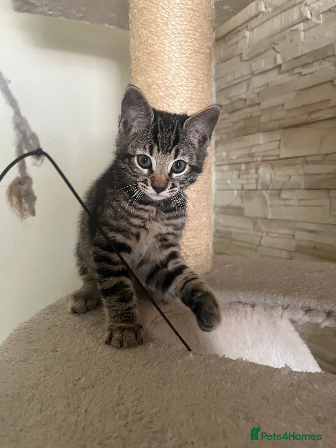 Mixed Breed cats for sale: Bengal Cross Kittens £200 each  - Advert 6