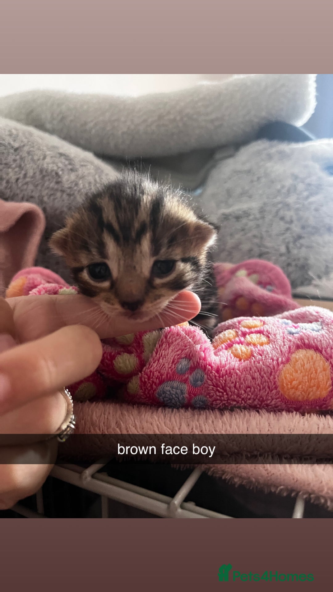 Domestic Shorthair cats for sale: tabby kittens for sale - Image 10