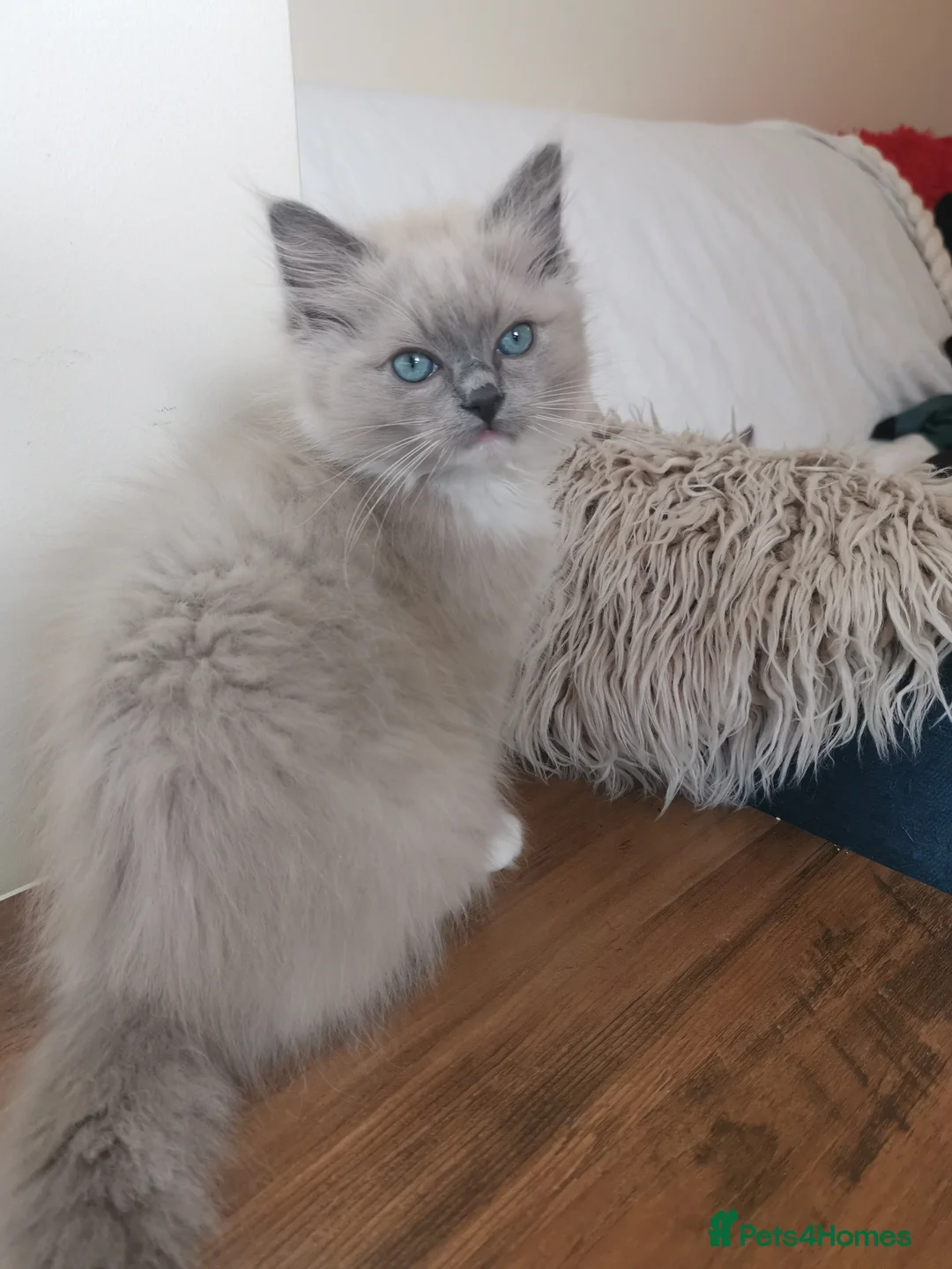 Ragdoll cats for sale: Stunning TICA Ragdoll Kittens - Mink, Sepia,  - Advert 2