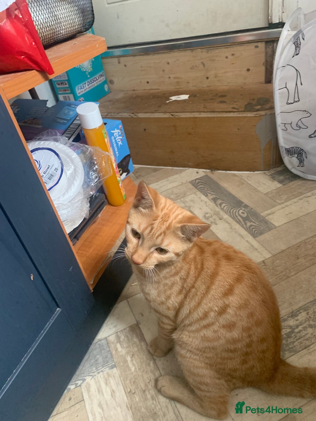 Domestic Shorthair cats for sale: Lovely 5 month old kitten for sale  - Image 1