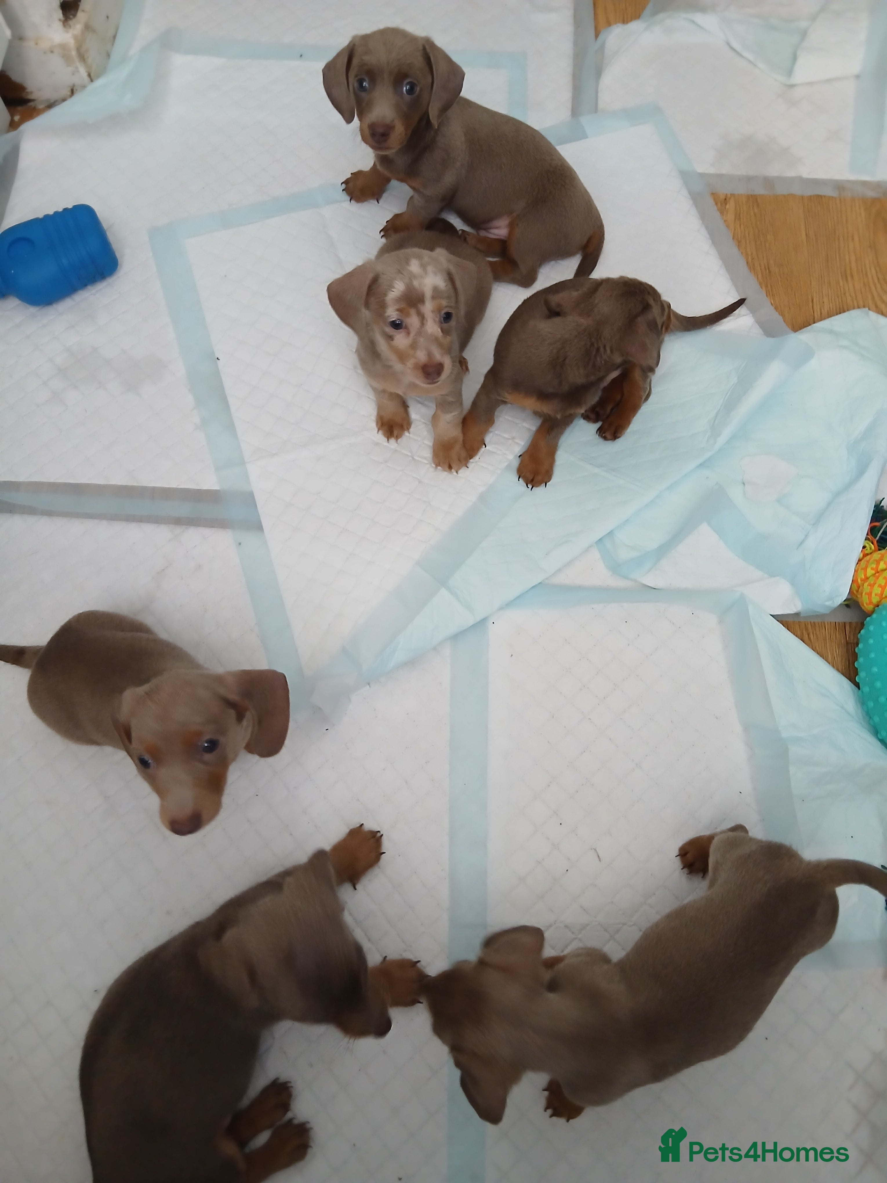 Dachshund dogs 6 little dachunds for sale  - Advert 8
