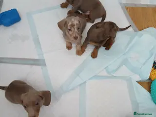 Dachshund dogs 6 little dachunds for sale - Advert 8