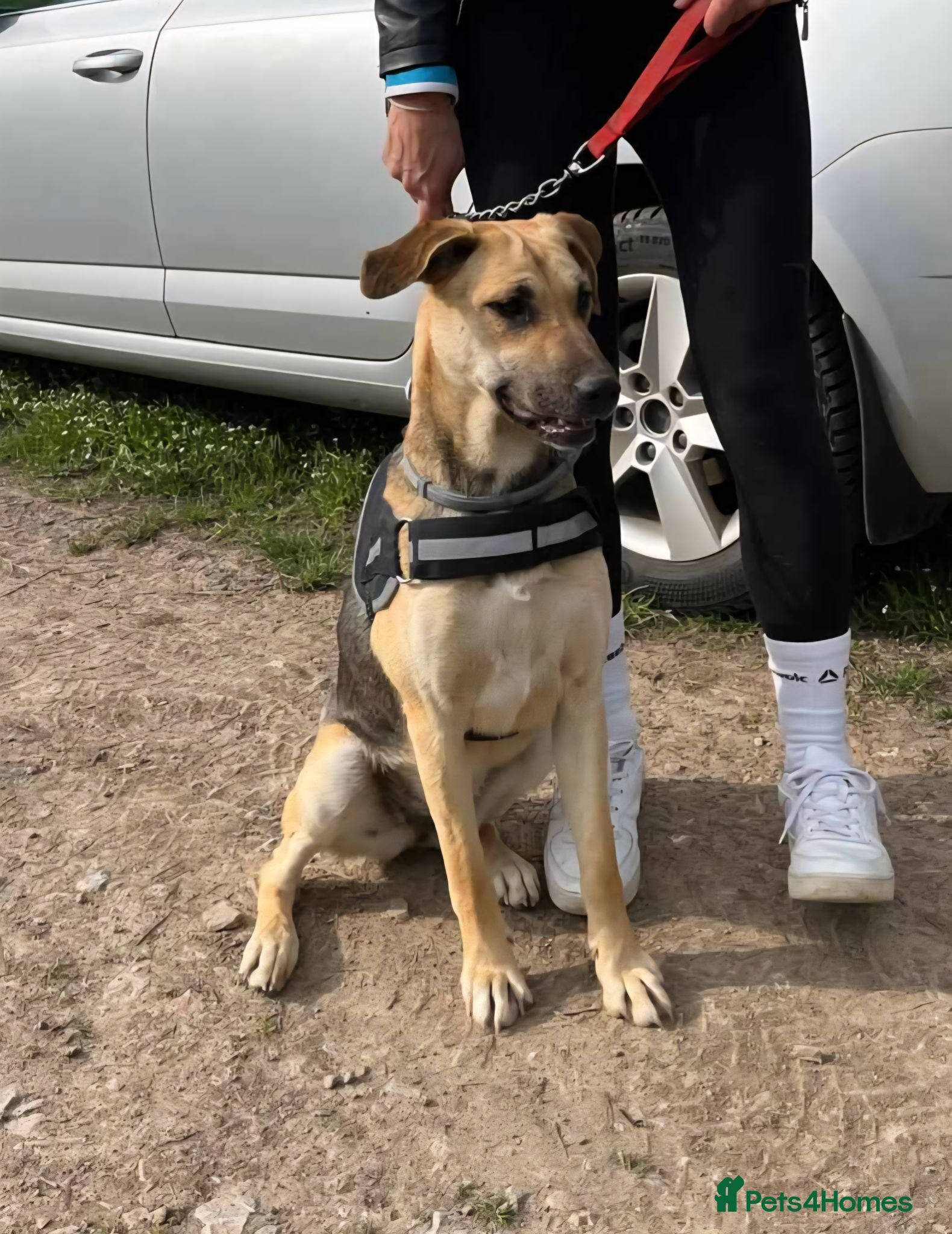 German Shepherd dogs Maya – Young German Shepherd x Labrador Cross - Advert 6