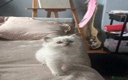Ragdoll cats for sale: Ragdoll kittens  - Image 4